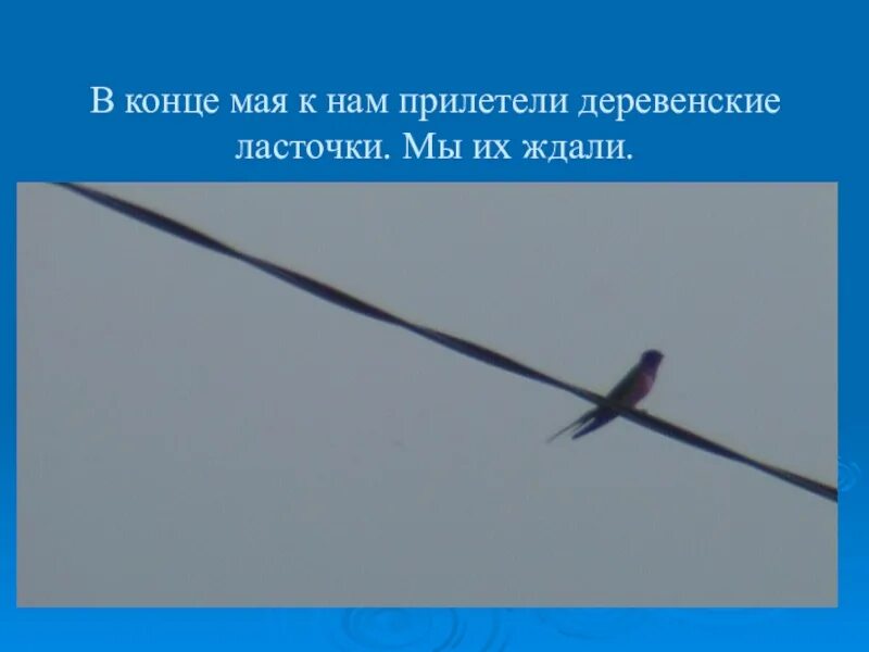 Когда прилетают ласточки весной. Тютчев ласточки прилетели или прилетели ласточки.