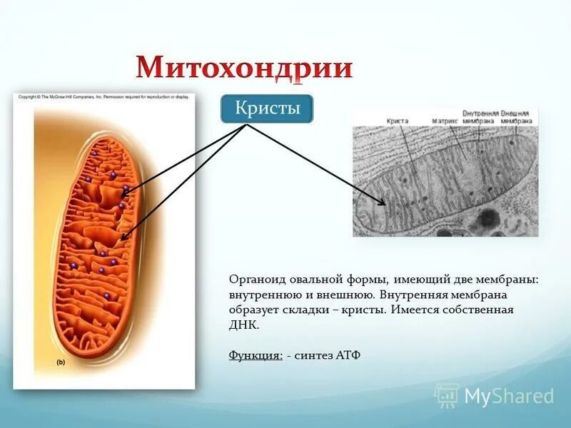 Мембрана митохондрий функции. Строение крист митохондрий. Строение митохондрии. Кристы и матрикс митохондрий. Кристы строение и функции.