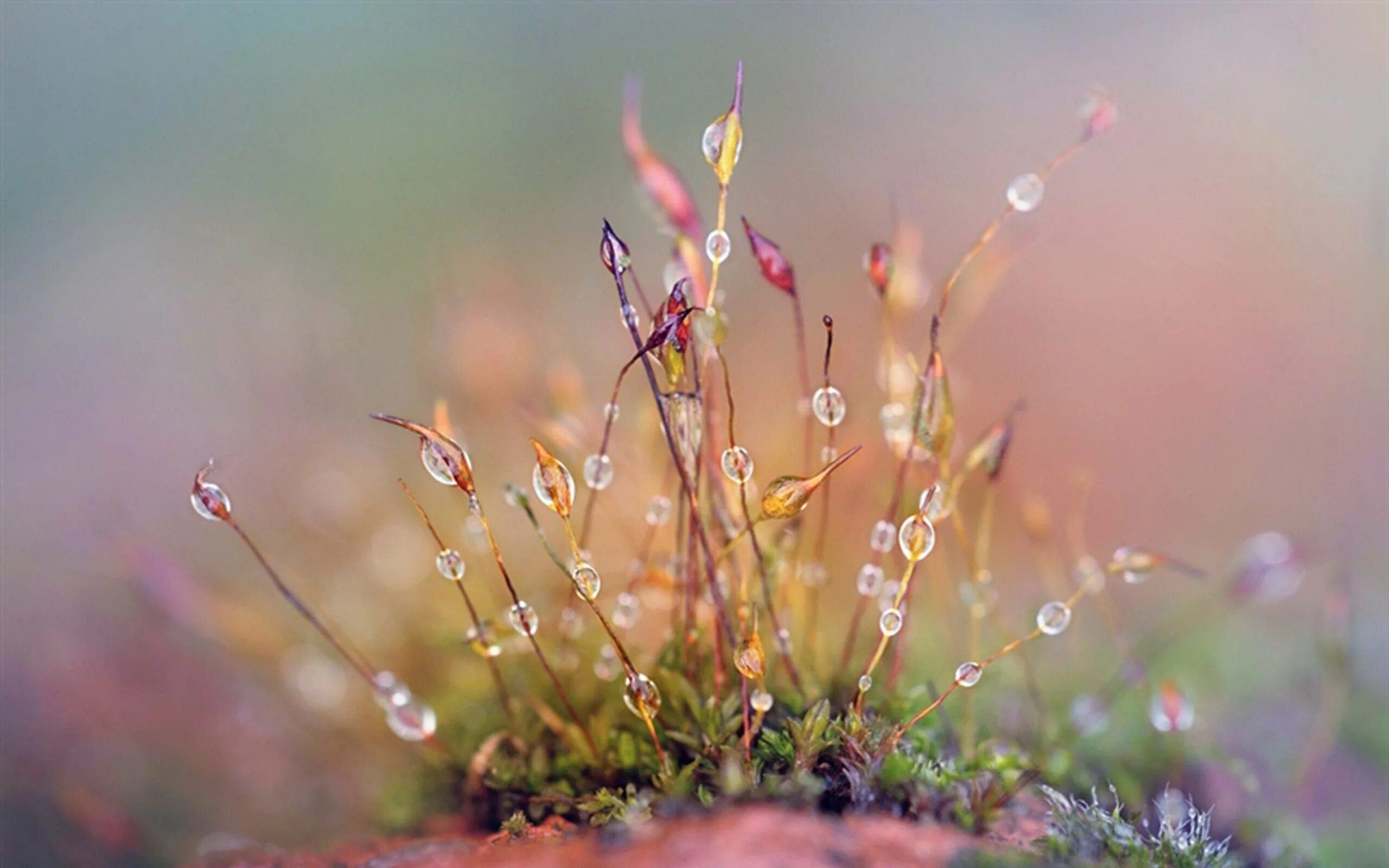 Раннее утро роса. Раннее утро роса. Блики солнца на траве. Раннее утро роса. Утренняя роса.