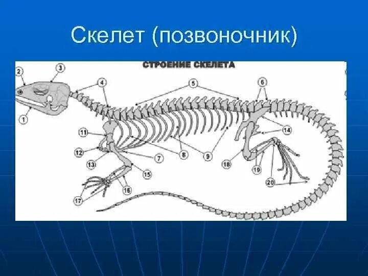 Защита позвоночных животных. Скелет позвоночных животных. Скелет позвоночника. Строение скелета позвоночных. Позвоночные животные строение.