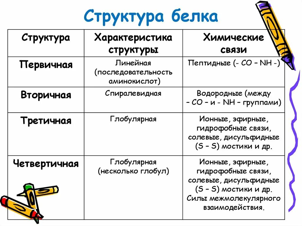 Три особенности белков. Характеристика структур белков. Структура белков таблица. Химические связи первичной структуры белка. Характеристика структур белка.