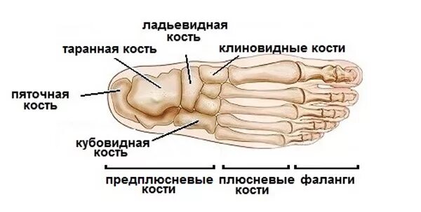 Ногтевая фаланга стопы. Ладьевидная кость стопы суставы. Ладьевидная кость стопы анатомия человека. Ладьевидная кость (предплюсна). Ладьевидная кость стопы строение.