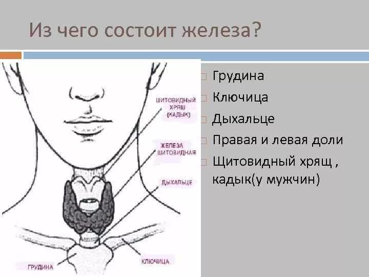 Щитовидная железа анатомия кадык. Кадык и щитовидная железа у мужчины. Кадык и щитовидная железа.