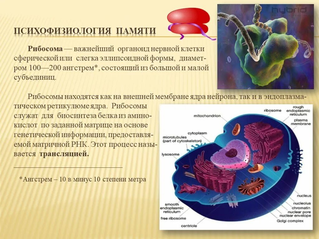 Рибосомы в нейроне. Психофизиология памяти. Органоиды клетки рибосомы. Рибосомы в ядре. Размер органоидов клетки