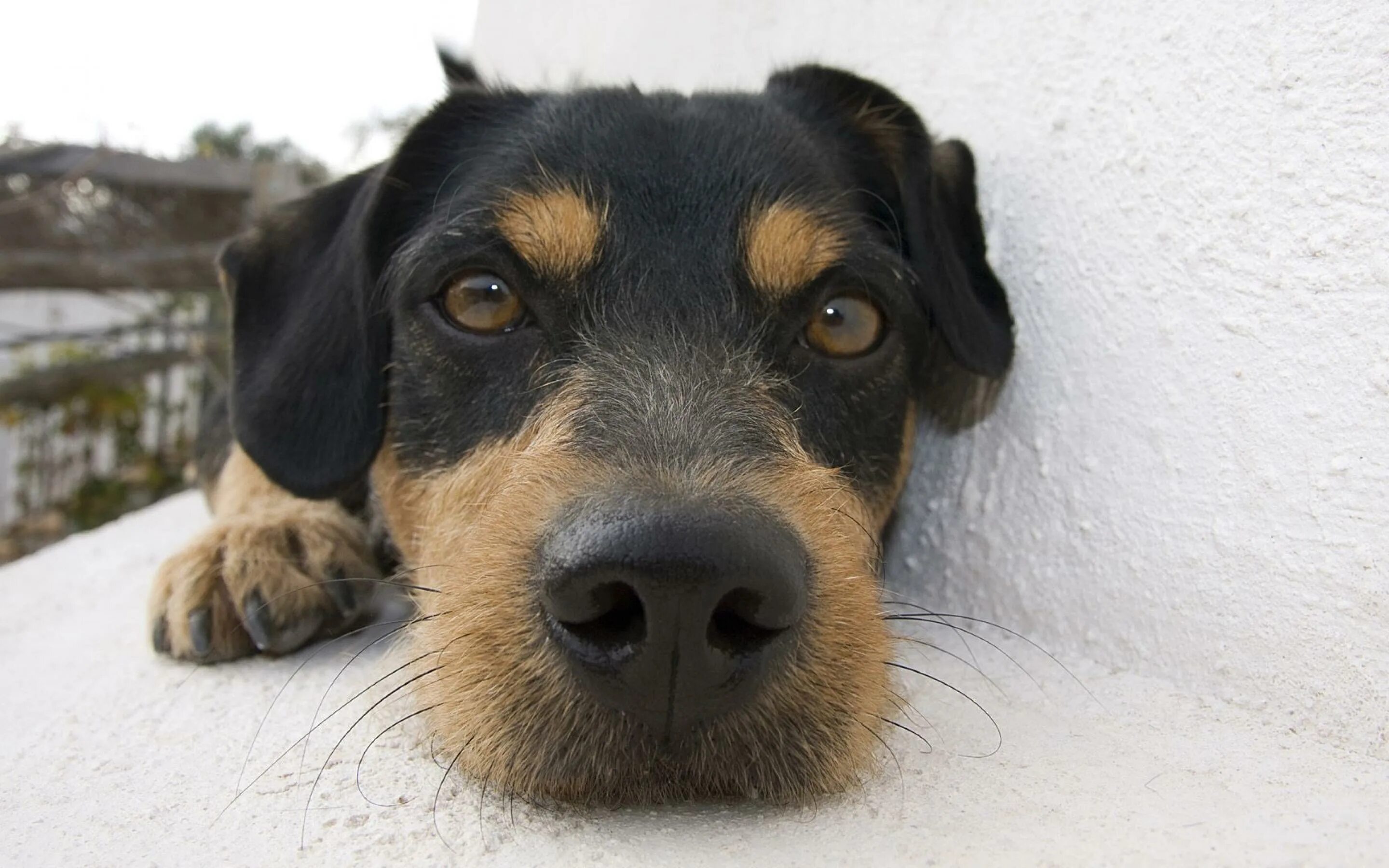 Морда собачки. Морда собачки. Морда собачки. Красивые животные. Красивые собаки.