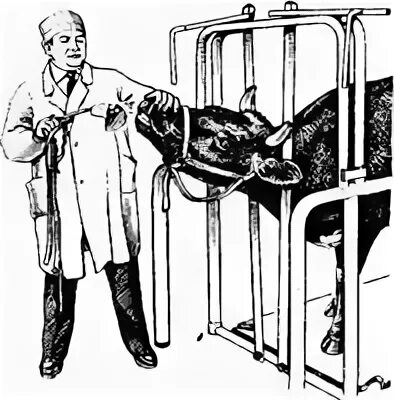 Зондирование животных. Введение магнитного зонда коробова. введение магнитного зонда крс. введение зонда коробова корове. зондирование крс магнитным зондом.
