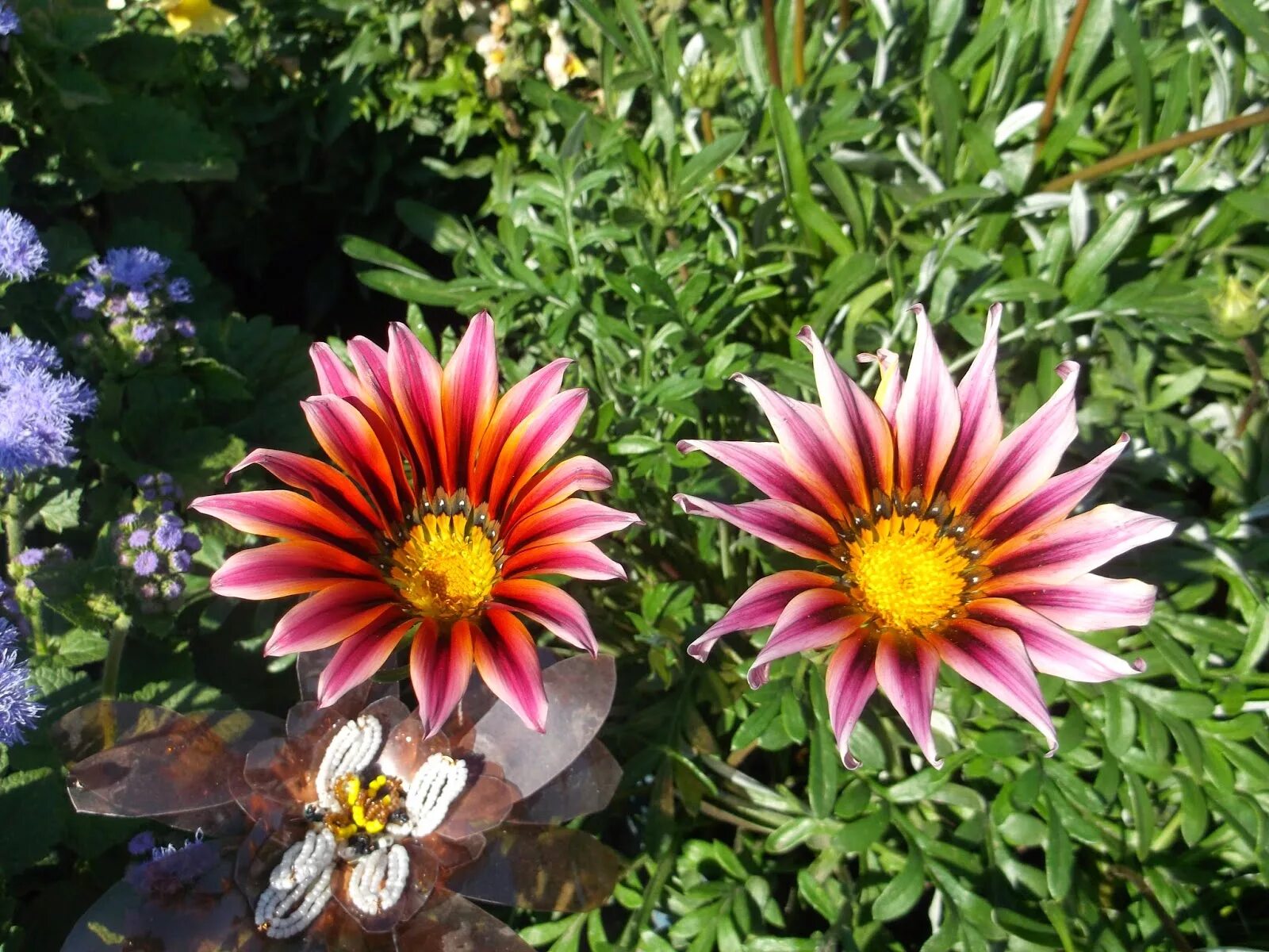 гацания фото цветов на клумбе выращивание. гацания, газания, гацания. гацания фото цветов на клумбе выращивание. гацания оранж флейм. гацания на клумбе.