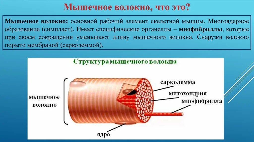 Мышечное волокно это