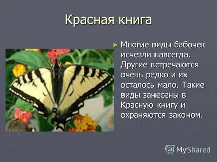Доклад о бабочках