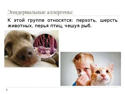 Аллергены животных