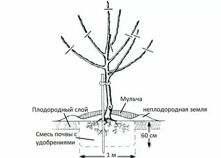 Площадь яблони