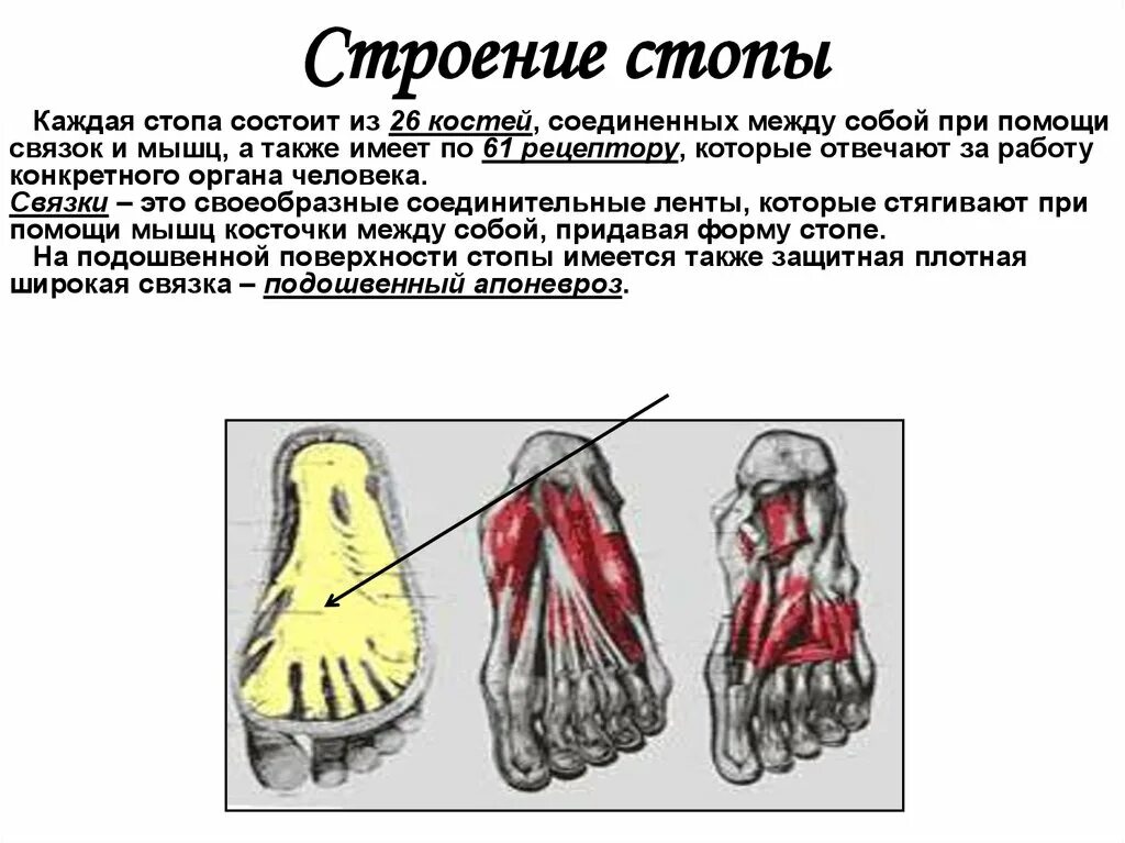 Кости соединяются с мышцами с помощью. Кости соединяются с мышцами с помощью. Строение сухожилия. Синсаркоз лопатки с туловищем. Кости соединяются с мышцами с помощью.
