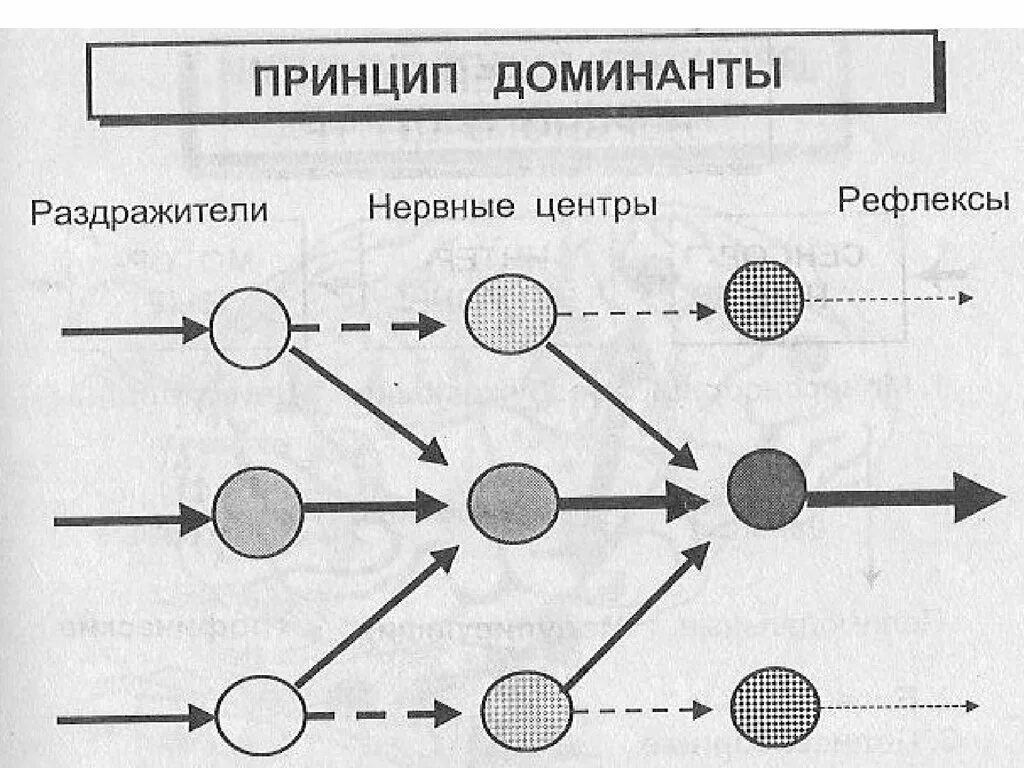 Доминанте про. Схема действия Доминанты. Принцип Доминанты схема. Принцип Доминанты нервных центров. Принцип Доминанты физиология.