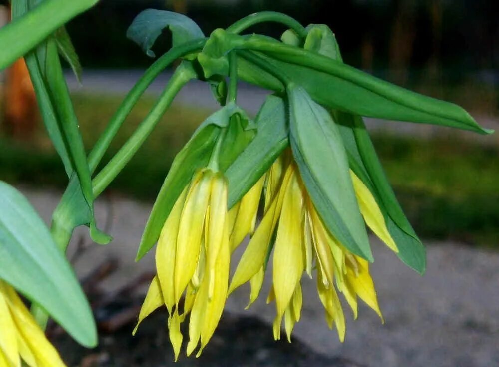 Увулярия грандифлора. Увулярия крупноцветковая. Grandiflora увулярия. Увулярия крупноцветковая. Увулярия крупноцветковая зимостойкость.