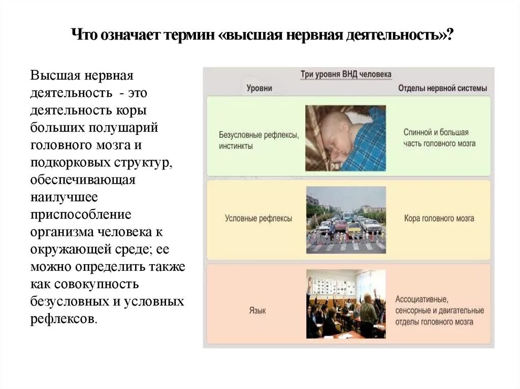 Термин высшая нервная деятельность. Что означает термин высшая нервная деятельность. словарь терминов внд.