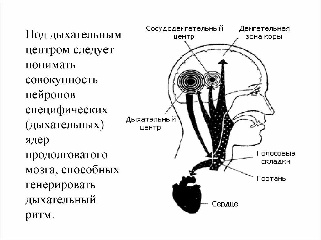 Центр дыхания и сердечно сосудистой деятельности. Сосудодвигательный и дыхательный центры продолговатого мозга. Дыхательный и сосудодвигательный центры расположены в. Сосудисто двигательный центр продолговатого мозга. Сосудодвигательный центр.