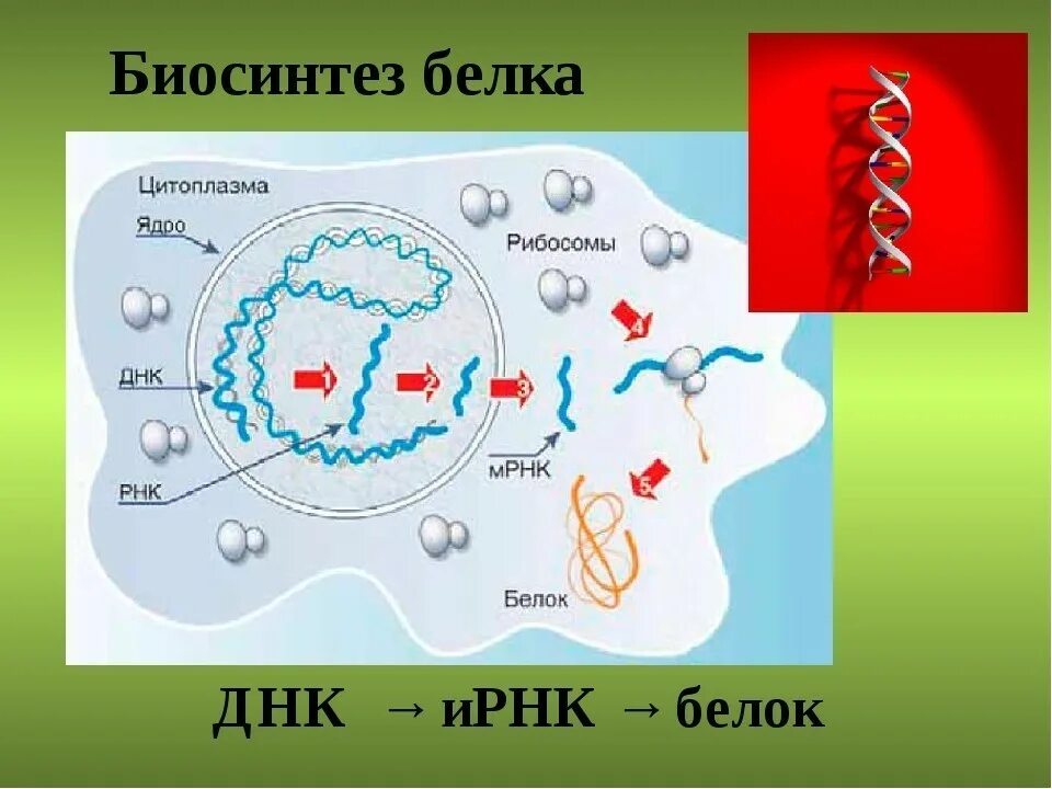 Схема биосинтеза белка. Синтез белка ДНК. Синтеза белка ДНК схема. 2. Биосинтез белка. Биосинтез белка тема.