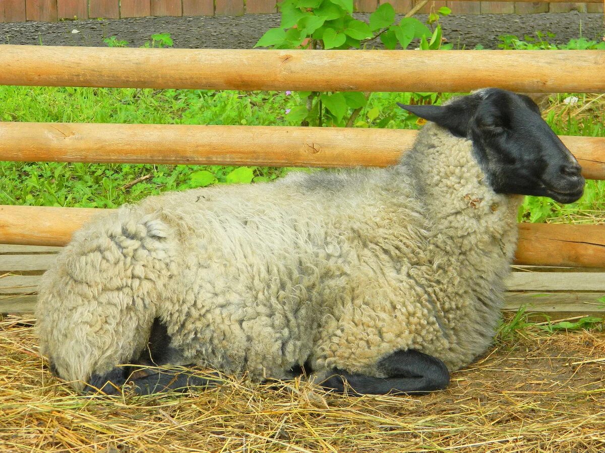 Романовская порода овец. Грубошерстные породы овец Романовская. Овцеводство Романовская порода.