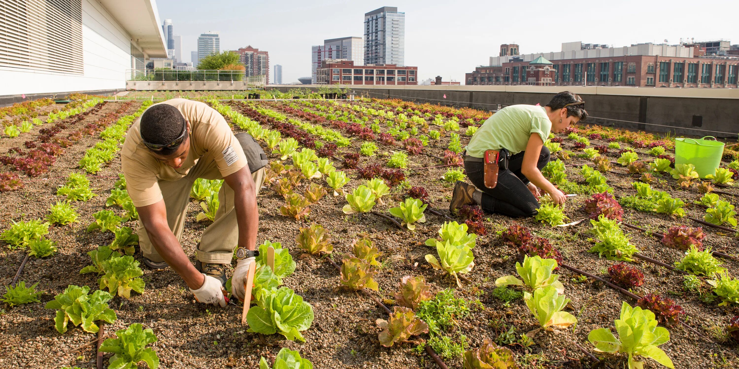 Urban Farming (городское сельское хозяйство). Огороды в Китае. Огород в городе. Огород хозяйство.