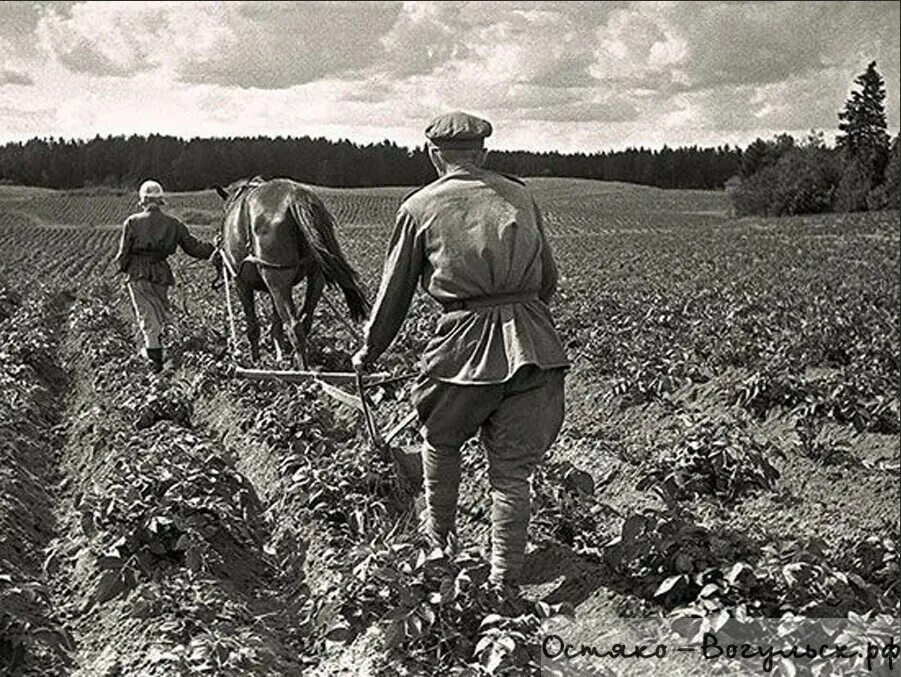 Сельское хозяйство в годы войны 1941-1945. Мальчики пашут землю в годы войны 1941-1945. Колхозы в годы войны 1941-1945. Колхоз до войны. Сельское хозяйство в послевоенное время