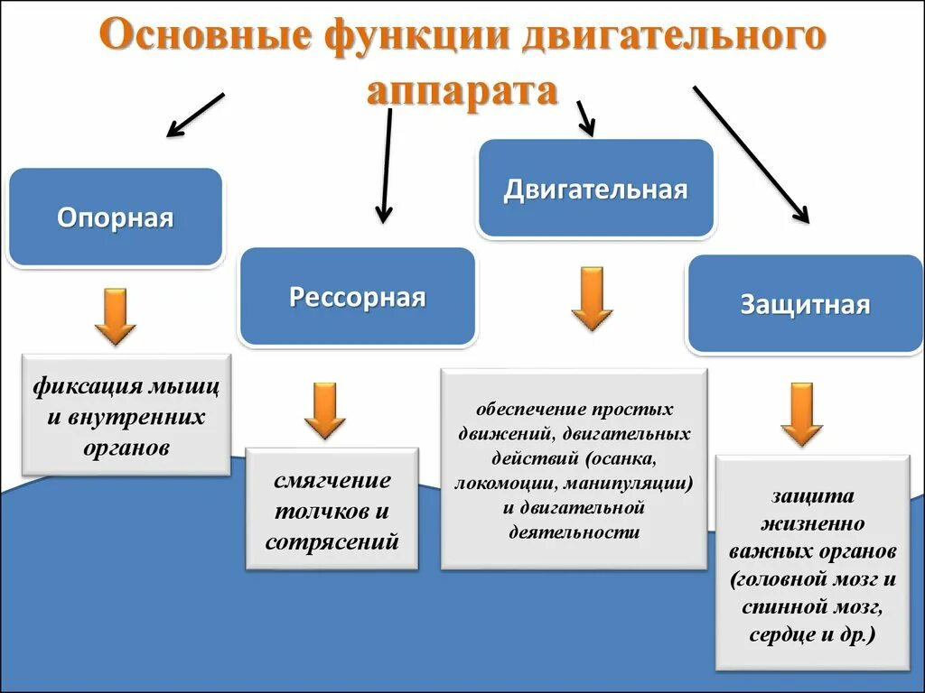 Основные двигательные функции