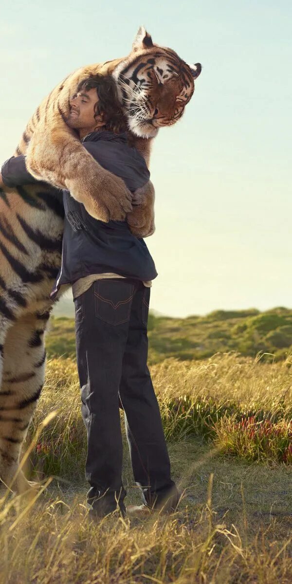 Тигры обнимаются. Люди и животные. Человек и тигр вместе.