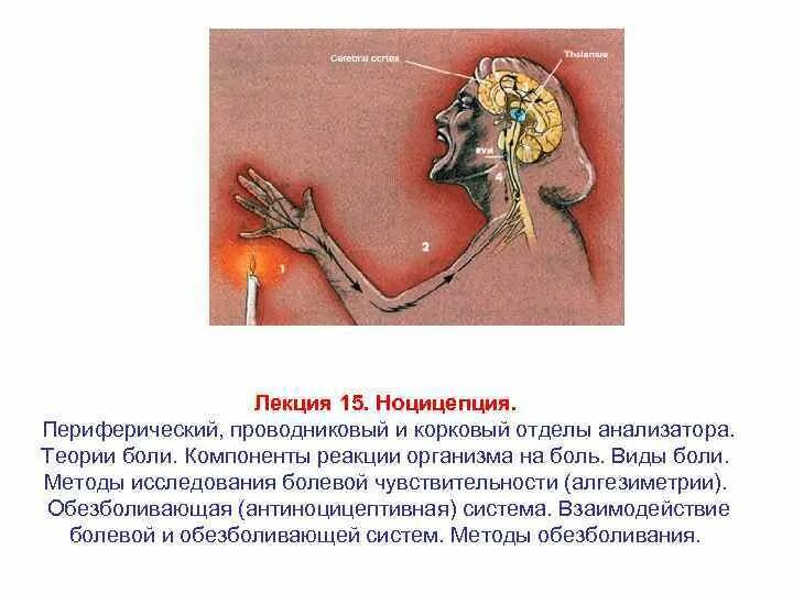 Реакция организма на боль. Корковый отдел болевого анализатора. Периферический отдел болевого анализатора. Болевой анализатор проводниковый корковый отделы.