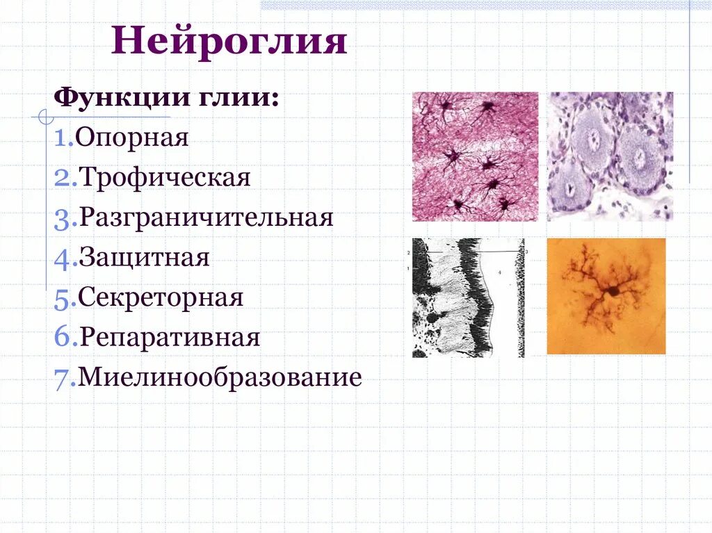 Классификация и функции нейроглии.. Функции нейроглии. Глия функции. Роль нейроглии. Виды нейроглии