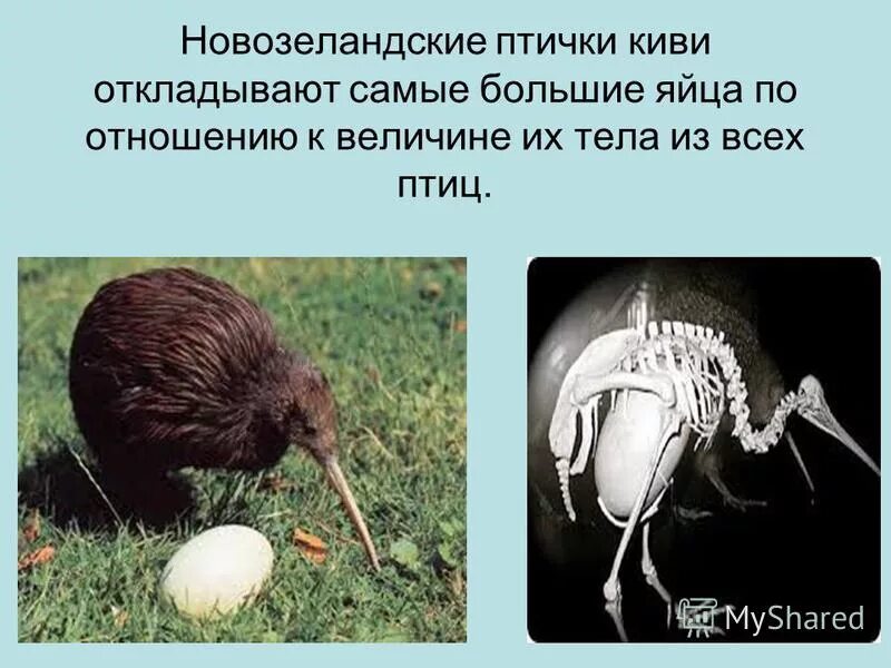 Какие животные не откладывают яйца. Северный бурый киви птица высиживает яйца. Птица киви с яйцом. Птица киви презентация. Самая большая киви птица.