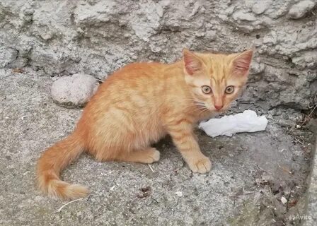 Рыжий кот 2
