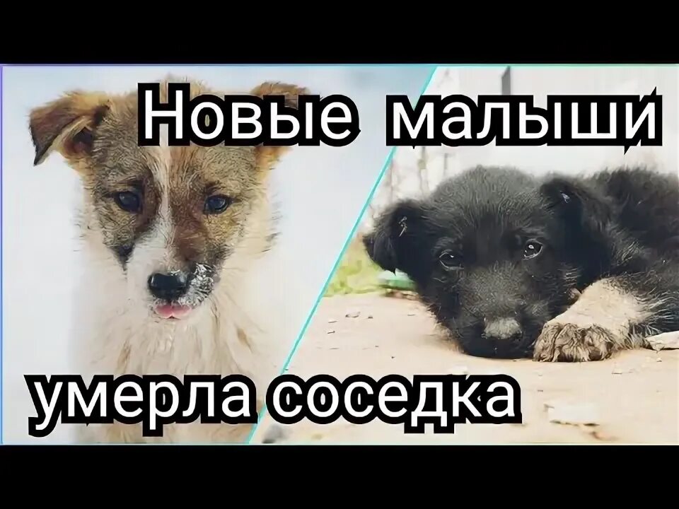 Год после смерти соседа стих. Соседка умирает. Неизвестный в больнице. Соседка хочет меня. Соседка захотела.