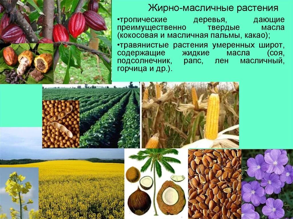 Масличные культуры России. Масличные культуры масличные растения. Масличные культуры список в России. Масленичные культуры. Масляничная культура