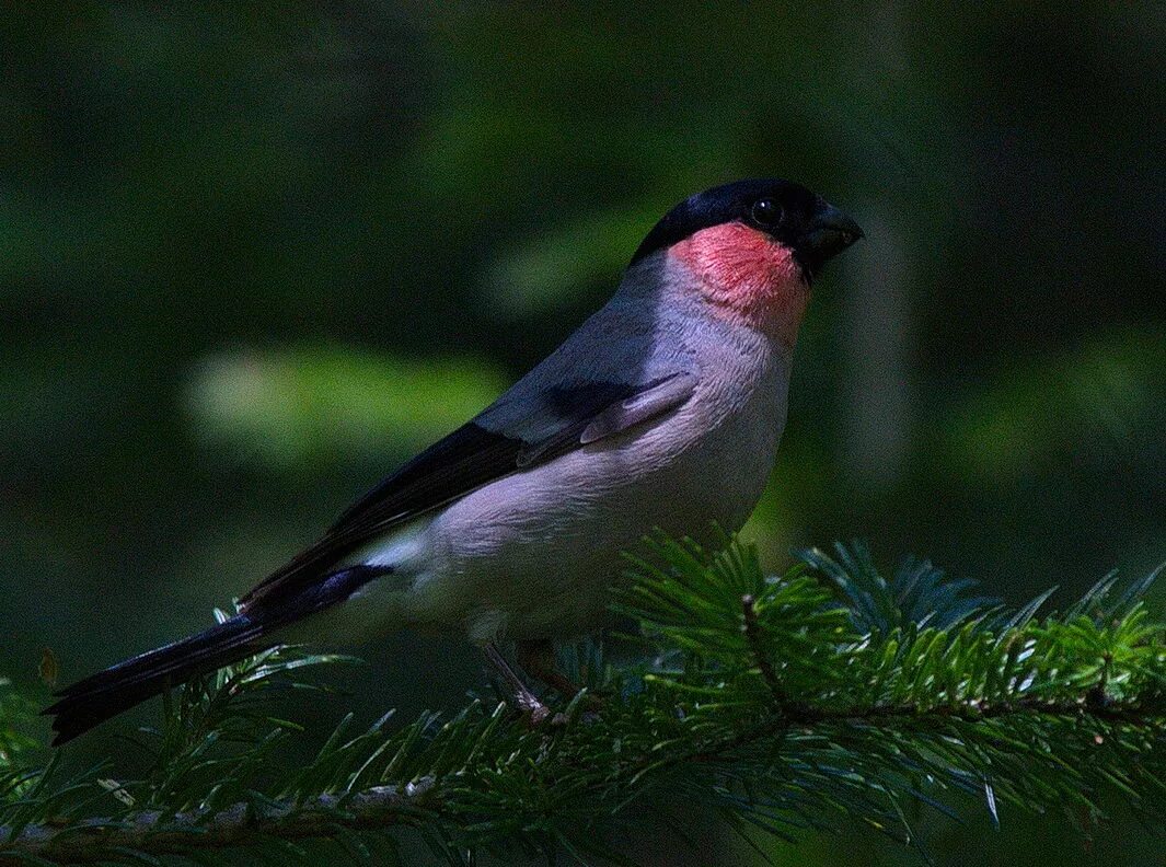 Красноголовый снегирь. Тип снегиря. Снегирь обыкновенный pyrrhula pyrrhula. Тип снегиря. Снегирь и обыкновенный снегирь.