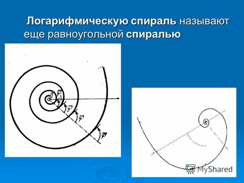 Логарифмическая спираль рисунок. Логарифмическая спираль-вид сбоку. Логарифмическая спираль и спираль архимеда. Логарифмическая спираль в архитектуре. Логарифмическая спираль архимеда.
