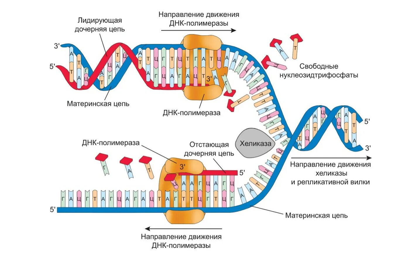 Направление матричной цепи днк. Элонгация репликации ДНК схема. Репликация ДНК У прокариот схема. Инициация репликации ДНК схема. Схема репликации ДНК эукариот.