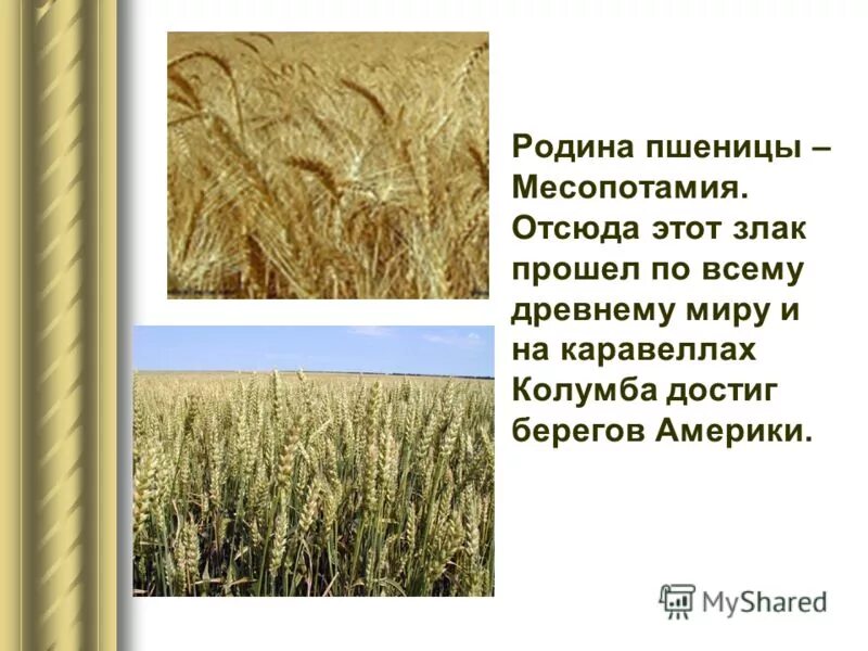 Пшеница описание. Пшеница краткое описание. Пшеница состав микроэлементов. Пшеница содержание. Пшеница содержание.