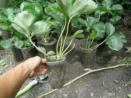 Клубника усы в стаканчиках