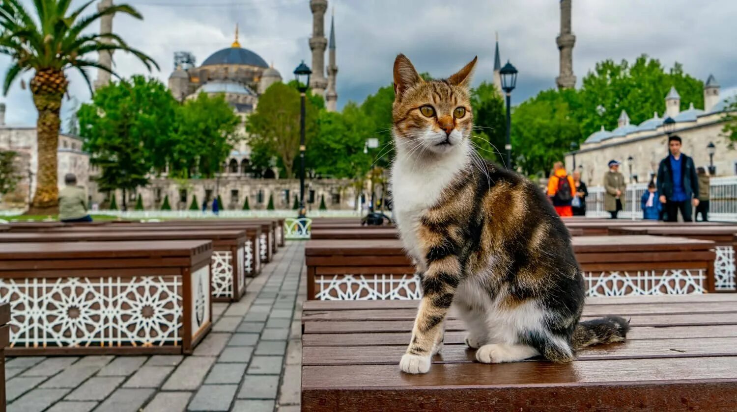 Парк котов. Стамбул Кошкин дом. Стамбульские коты. Коты в Стамбуле. Уличная кошка.