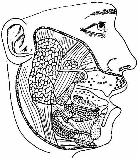 Поднижнечелюстная слюнная железа топография. Околоушная слюнная железа топографическая анатомия. Околоушная слюнная железа анатомия топография. Подчелюстная слюнная железа анатомия. Околоушные подчелюстные железы