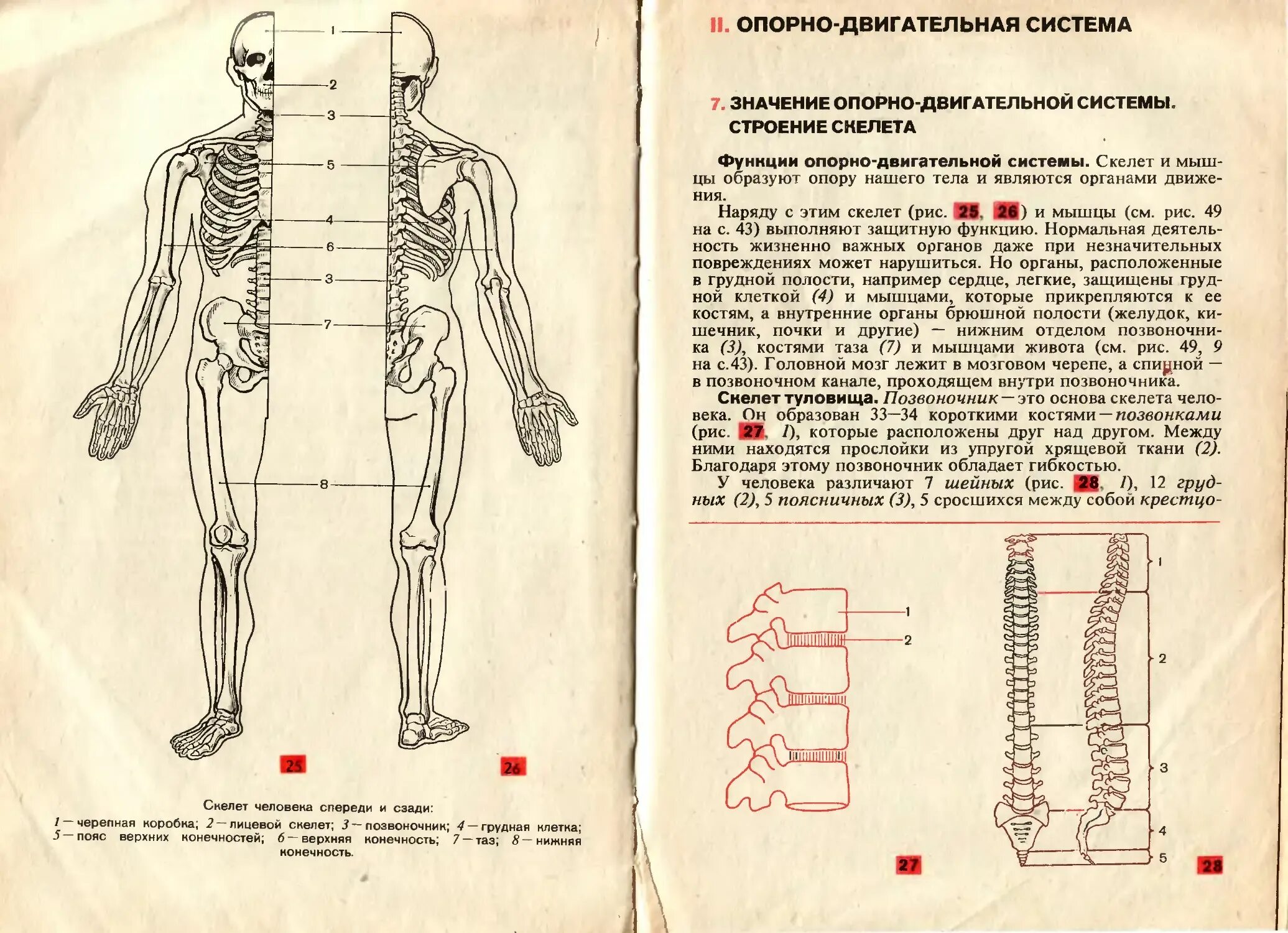 Анатомия человека пособия. Анатомия и физиология человека. Анатомия человека учебник. Анатомия человека 8 класс. Биология 8 класс анатомия человека.