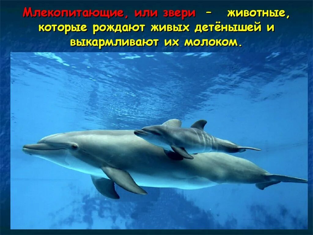 Дельфины кормят детенышей молоком. Звери или млекопитающие рождают. Дельфин кормление детенышей. Дельфины млекопитающие.