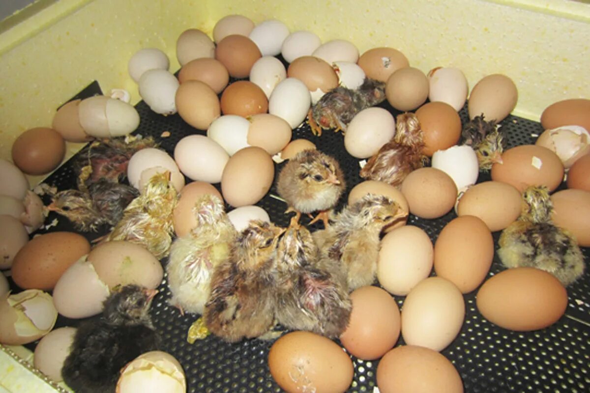 Вылупившиеся цыплята. Вылупление цыплят. Птенец вылупляется. Цыплята росс 308. Цыпленок вылупился.