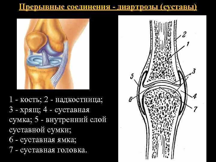 Прерывные соединения костей. Прерывные соединения суставы. Соединение костей суставы. Диартрозы строение сустава.