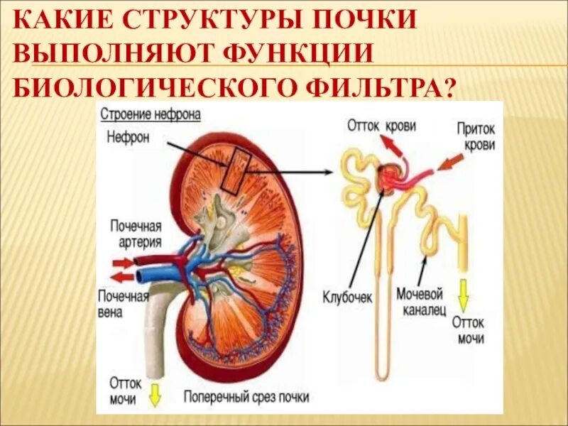 Какую функцию выполняют почки у человека. Функции почек 8 класс биология. Структура почки. Почки строение и функции. Строение почки кратко.