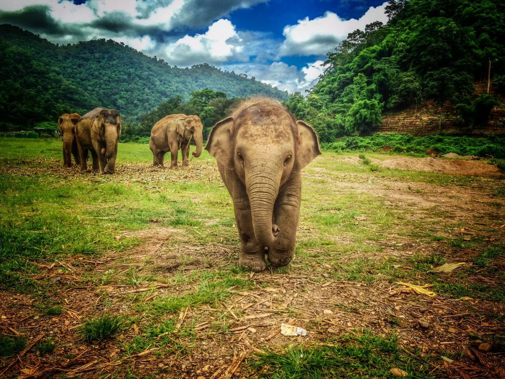 Elephant sanctuary park. Таиланд Слоновий парк. Таиланд Пхукет слоны. Парк слонов Пхукет. Тайский слон.