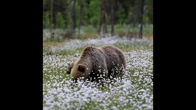 Медведь в поле. Медвежонок в поле. Медведица в поле. Медведица гуляет с медвежатами. Медвежонок отправился бродить по полянке вдруг