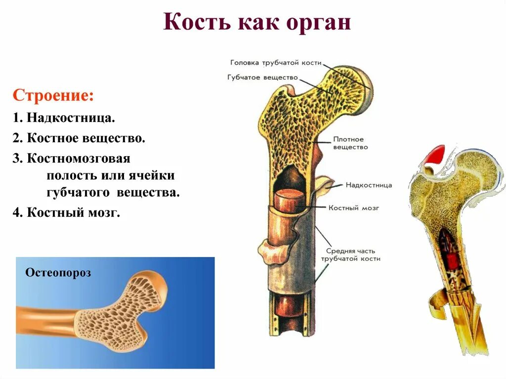 Состав кости как органа. Строение кости,костной ткани, типы соединения костей.. Строение кости как орган. Структурно- функциональная единица кости.. Строение кости костный мозг. В костях и т д