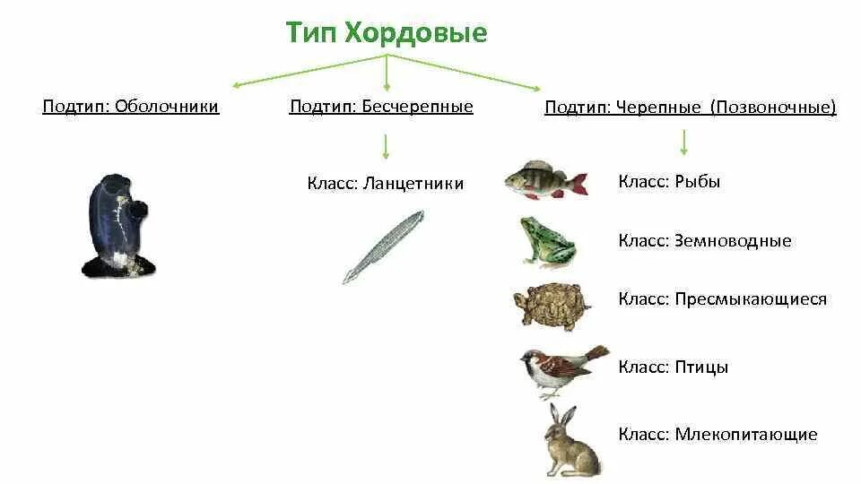 Характеристика, классификация типа Хордовые. Тип Хордовые Подтип позвоночные таблица. Хордовые классификация схема. Тип Хордовые Подтип Черепные таблица. Относится ли человек к хордовым