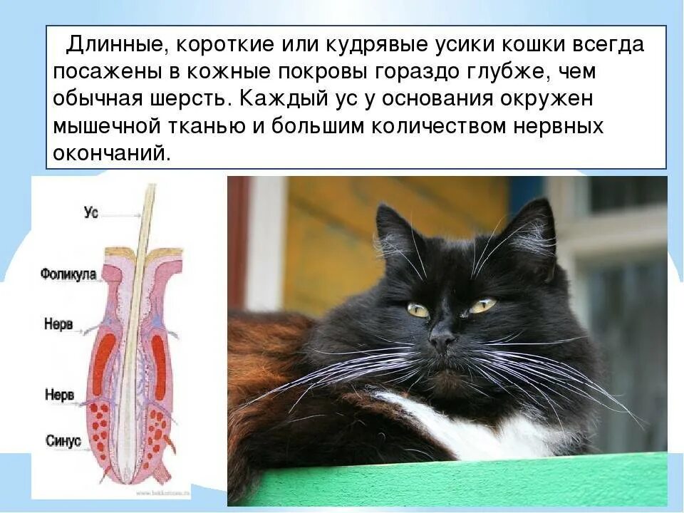 Включи кота называется. Кот Вибриссы. Усы кота. Усы Вибриссы. Усы кота Вибриссы.