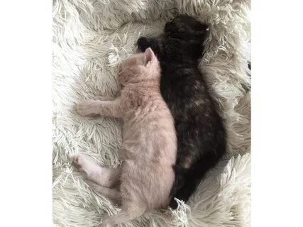Осталось 2 котенка